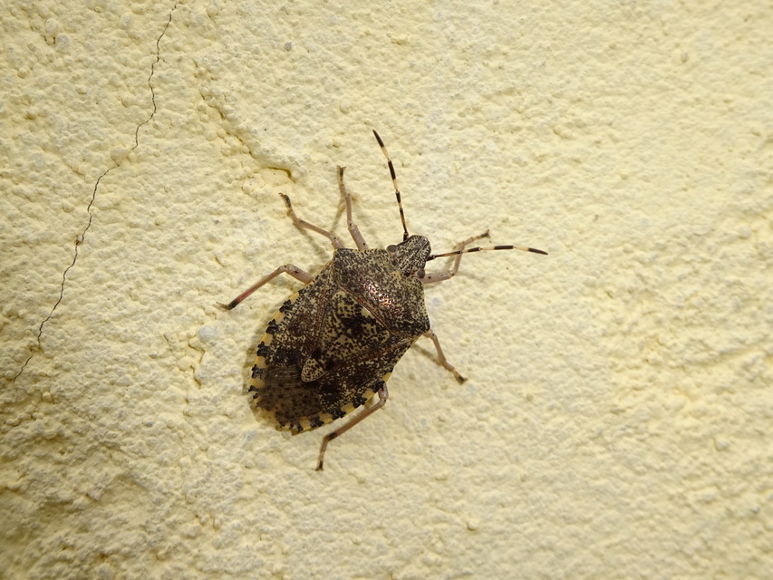 Rhaphigaster nebulosa - bencepoloska