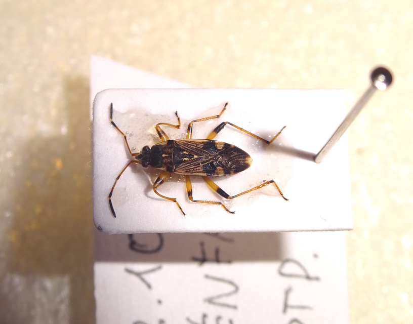 Beosus maritimus - homoki bodobács