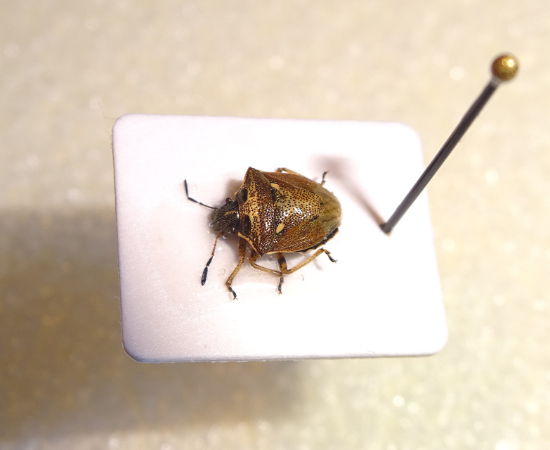 Eysarcoris aeneus - fémes feketefejű-poloska Eysarcoris aeneus - fémes feketefejű-poloska