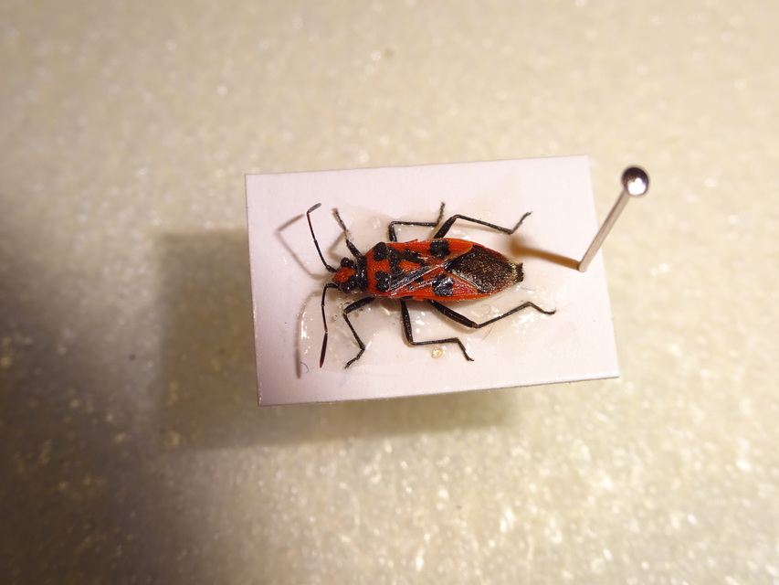 Corizus hyoscyami - piros karimáspoloska
