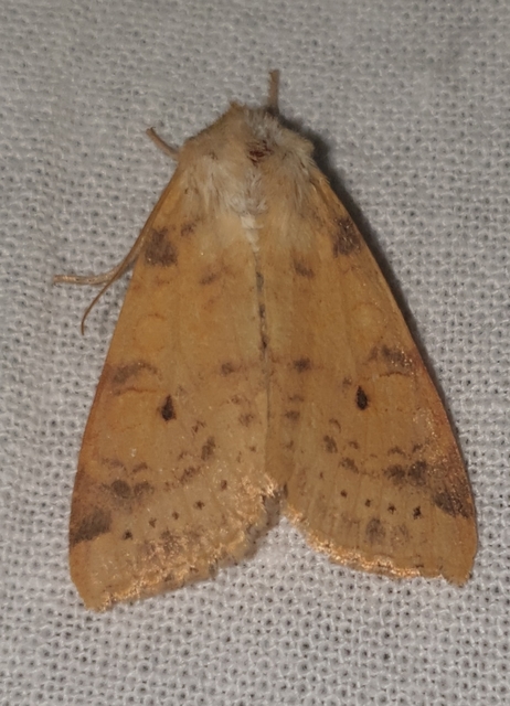 Cirrhia ocellaris - fakó sárgabagoly