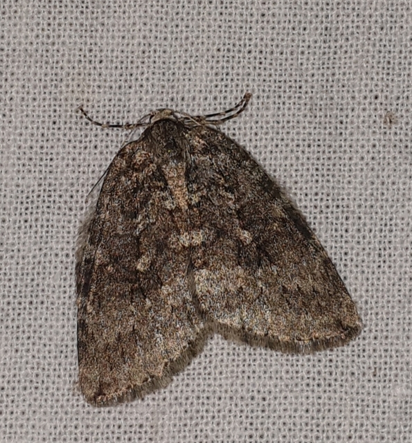 Epirrita christyi/dilutata