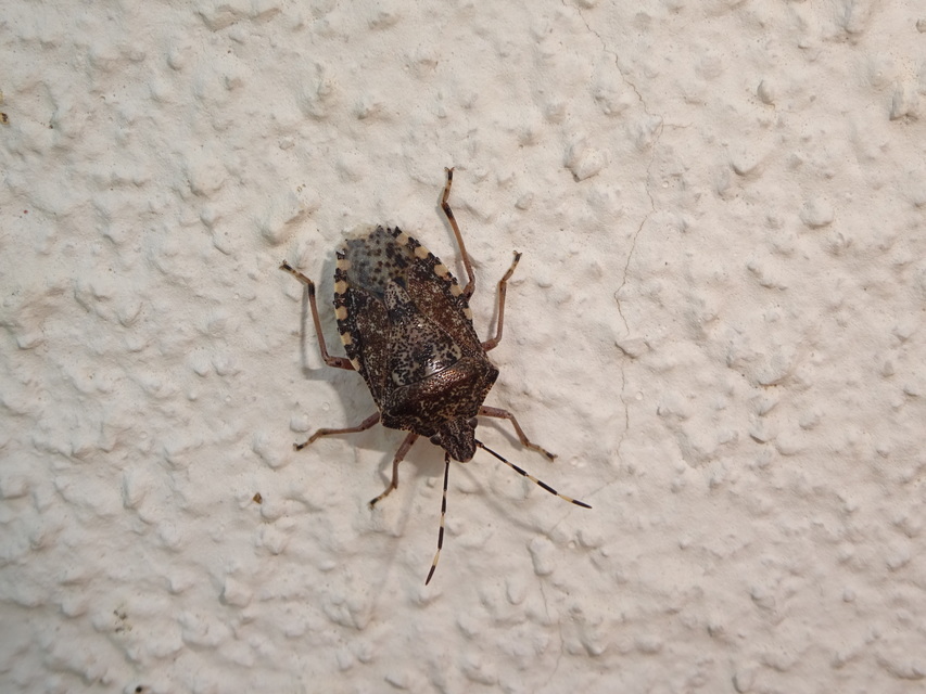 Rhaphigaster nebulosa - bencepoloska