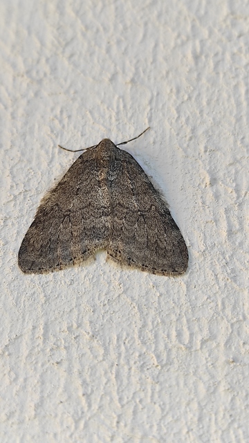 Epirrita christyi/dilutata