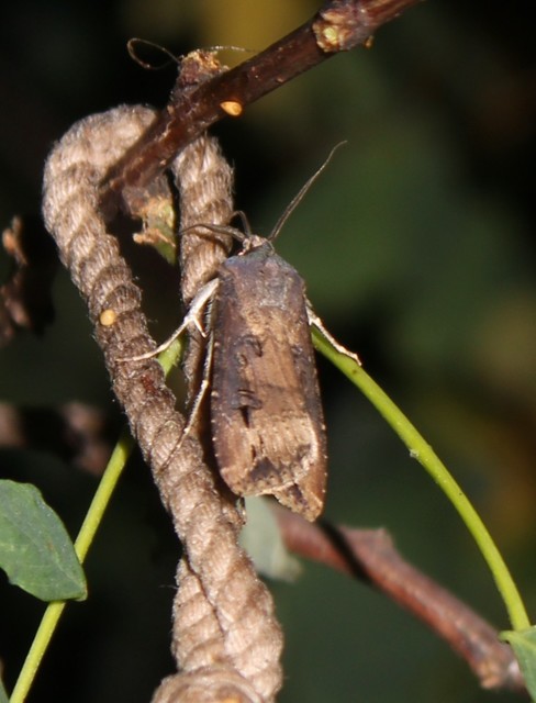 Agrotis ipsilon - nagy földibagoly