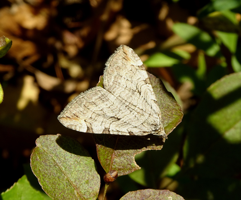 Aplocera efformata/plagiata