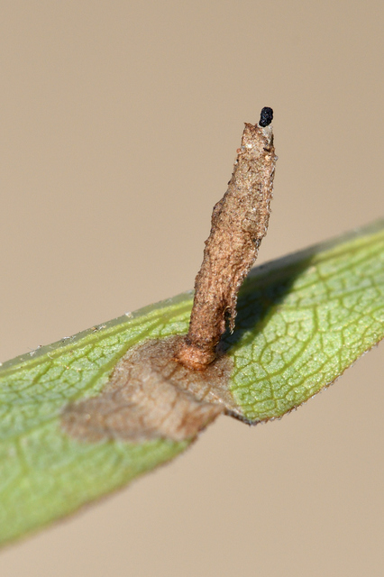 Coleophora amellivora - őszirózsarágó zsákosmoly
