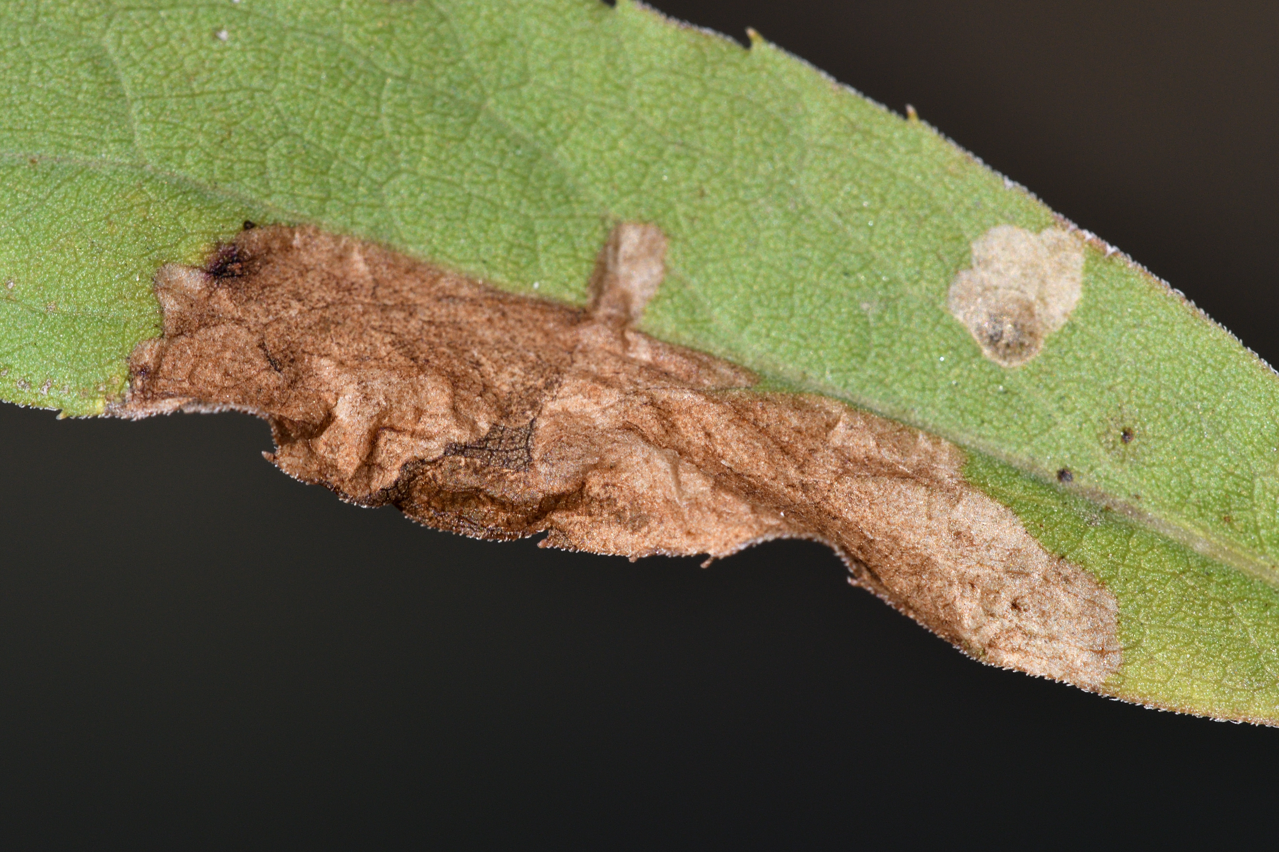 Coleophora amellivora - őszirózsarágó zsákosmoly
