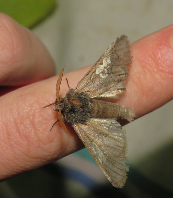 Diloba caeruleocephala - őszi kékesbagoly