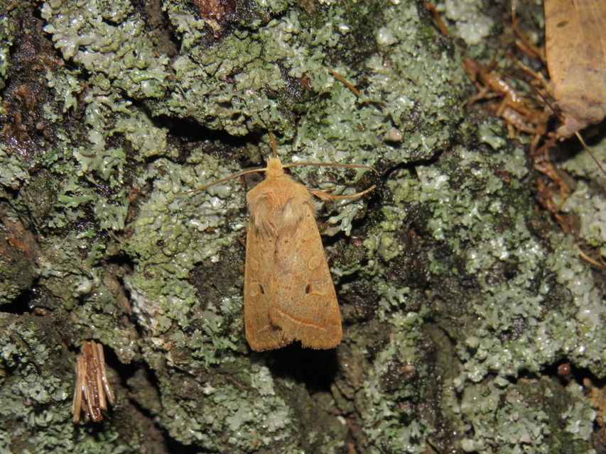 Leptologia macilenta - gyertyán-őszibagoly