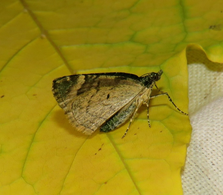 Chloroclysta siterata - salátazöld araszoló