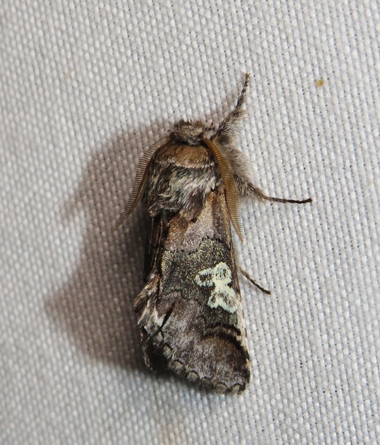 Diloba caeruleocephala - őszi kékesbagoly
