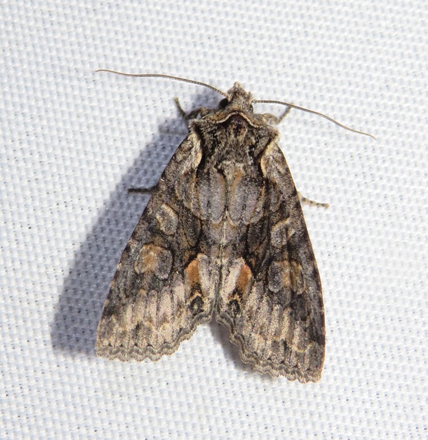Dichonia convergens - őszi tölgybagoly