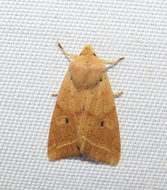Leptologia macilenta - gyertyán-őszibagoly