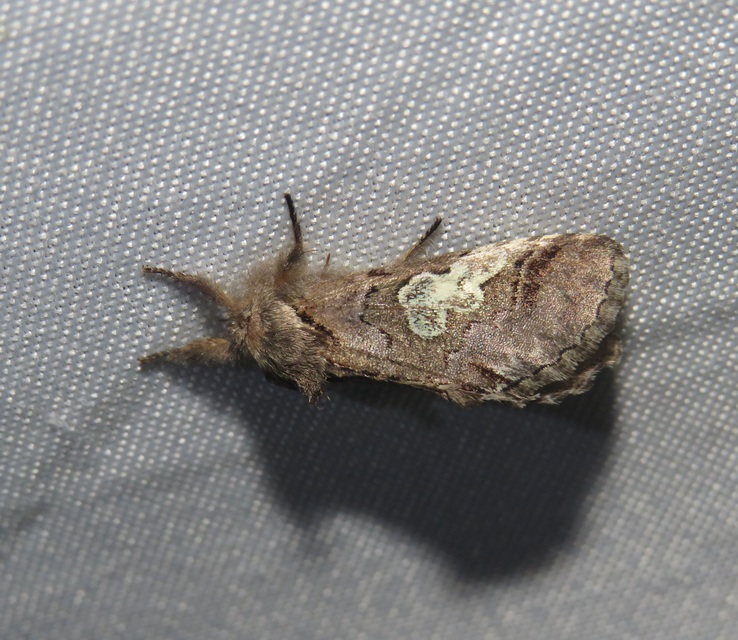 Diloba caeruleocephala - őszi kékesbagoly