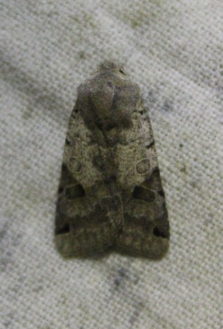 Anchoscelis litura - tarka őszibagoly