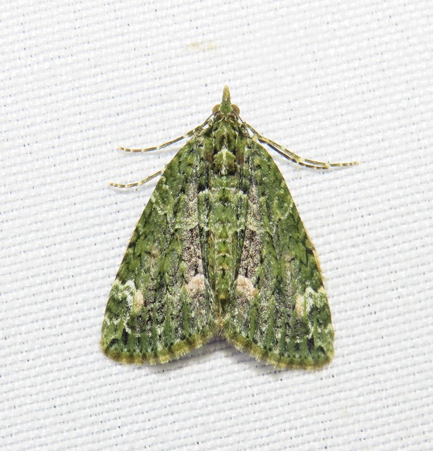 Chloroclysta siterata - salátazöld araszoló