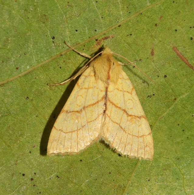Tiliacea citrago - citromszínű sárgabagoly