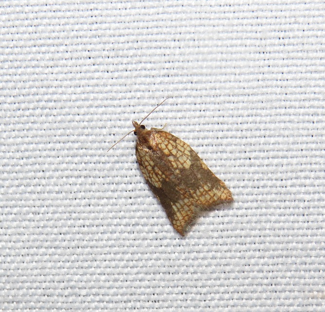 Acleris rhombana - cifra levélmoly