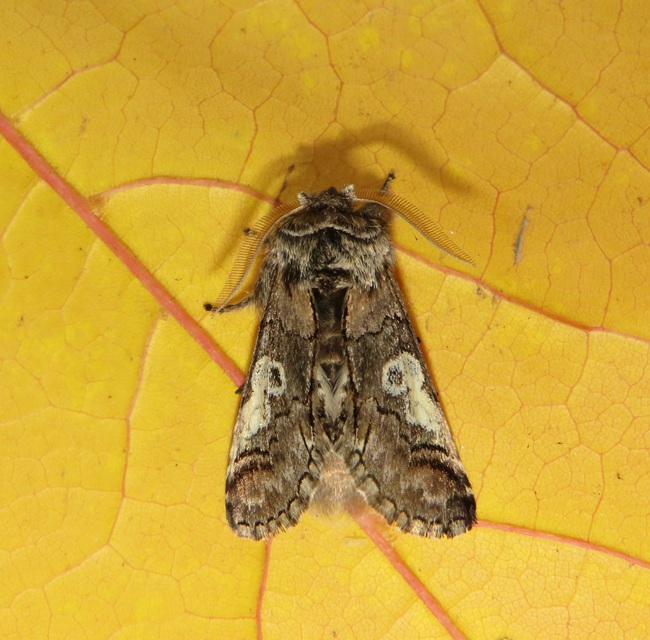 Diloba caeruleocephala - őszi kékesbagoly