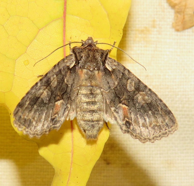 Dichonia convergens - őszi tölgybagoly