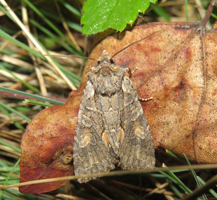 Dichonia convergens - őszi tölgybagoly