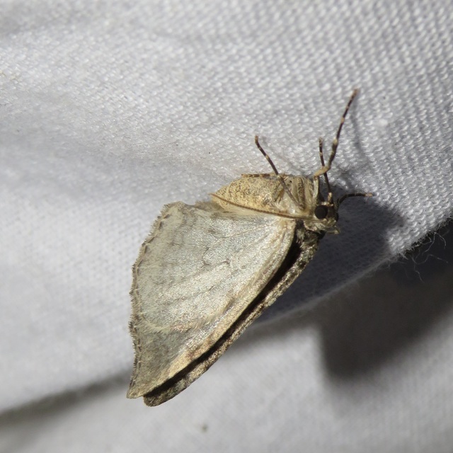 Epirrita christyi/dilutata