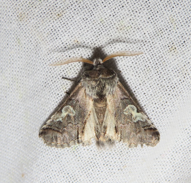 Diloba caeruleocephala - őszi kékesbagoly