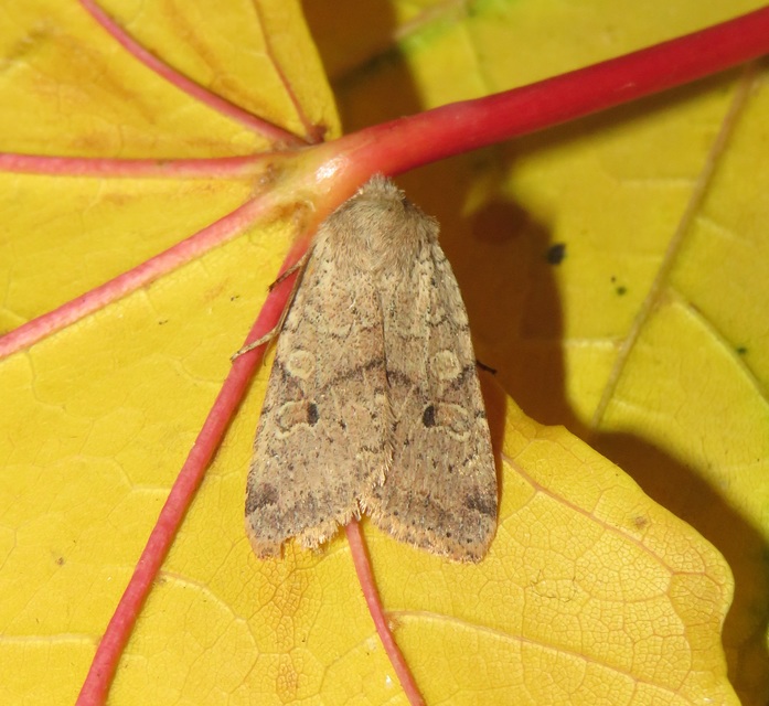 Propenistra laevis - könnyű őszibagoly