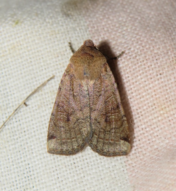 Conistra veronicae - veronika-őszibagoly