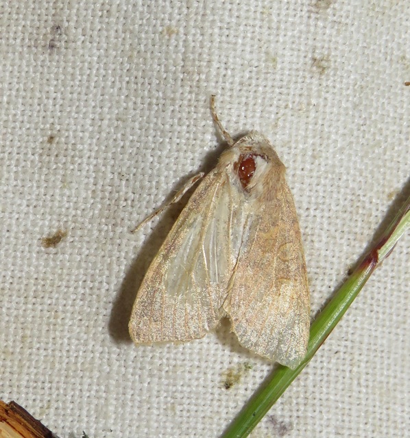Cirrhia ocellaris - fakó sárgabagoly