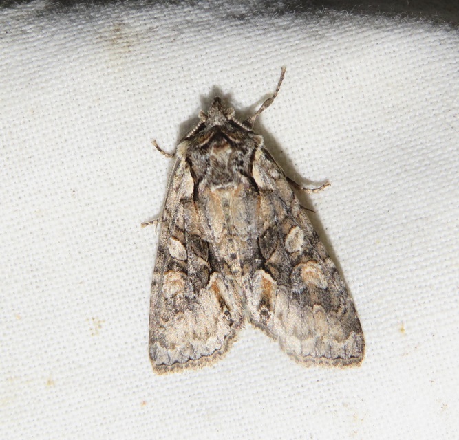 Dichonia convergens - őszi tölgybagoly