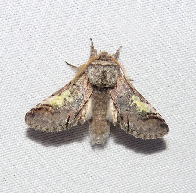 Diloba caeruleocephala - őszi kékesbagoly