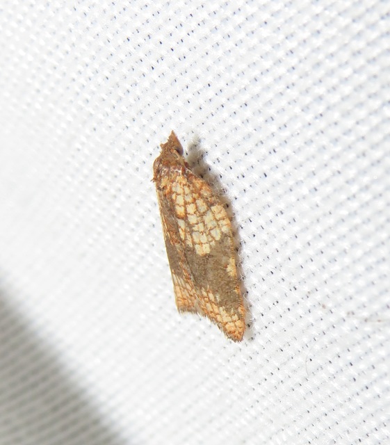 Acleris rhombana - cifra levélmoly