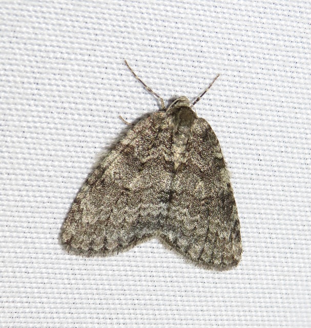 Epirrita christyi/dilutata