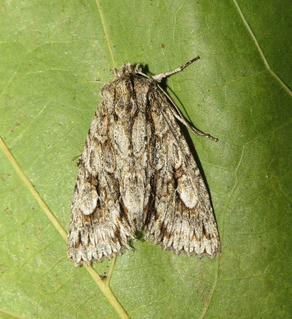 Meganephria bimaculosa - kétfoltos szilbagoly