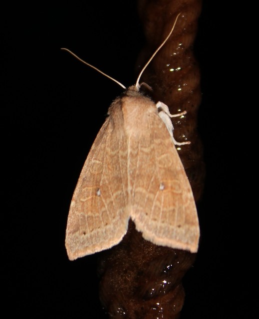 Cirrhia ocellaris - fakó sárgabagoly