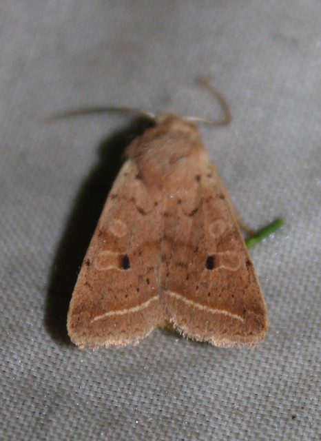 Leptologia macilenta - gyertyán-őszibagoly