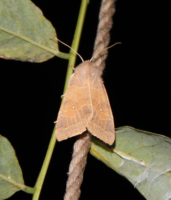 Cirrhia ocellaris - fakó sárgabagoly