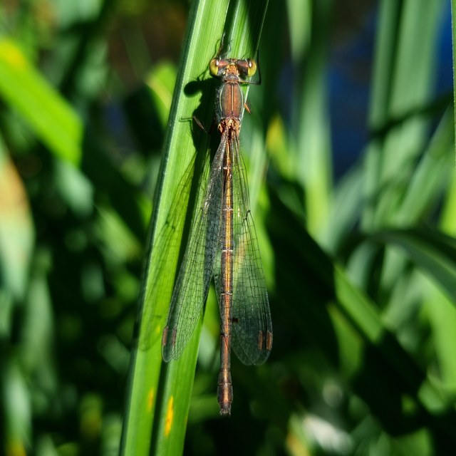 Chalcolestes viridis/parvidens