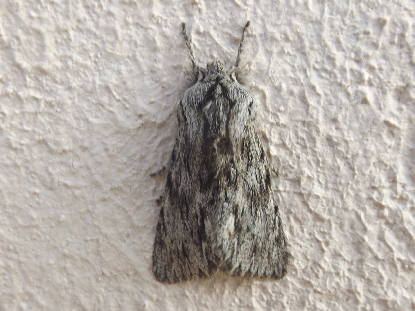 Asteroscopus sphinx - csillagnéző bundásbagoly