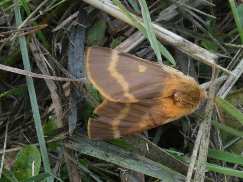 Lemonia dumi - sávos szövő