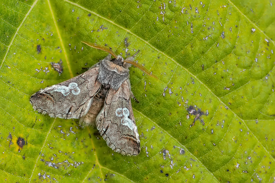 Diloba caeruleocephala - őszi kékesbagoly