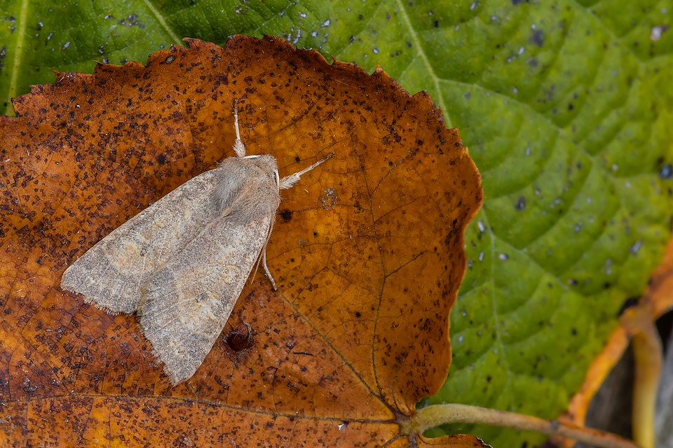 Cirrhia ocellaris - fakó sárgabagoly