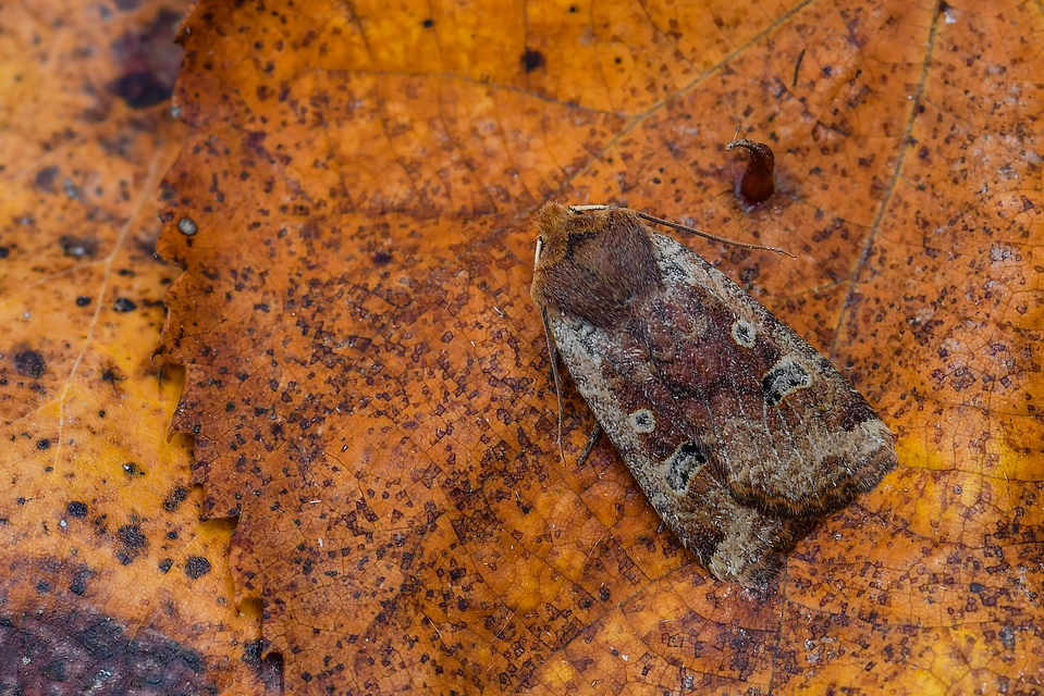 Conistra erythrocephala - vörösfejű őszibagoly