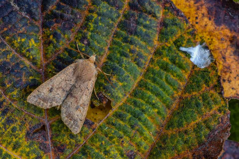 Sunira circellaris - okkersárga őszibagoly
