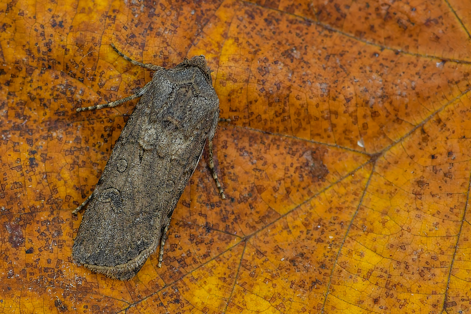 Agrotis segetum - vetési földibagoly