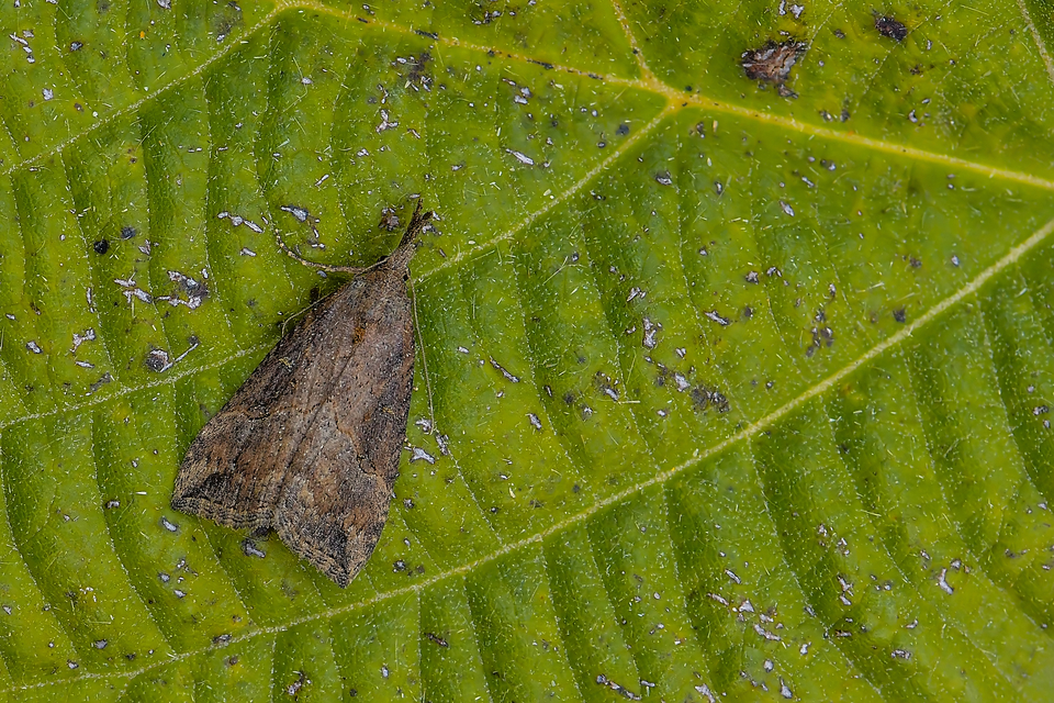 Hypena rostralis - közönséges karcsúbagoly