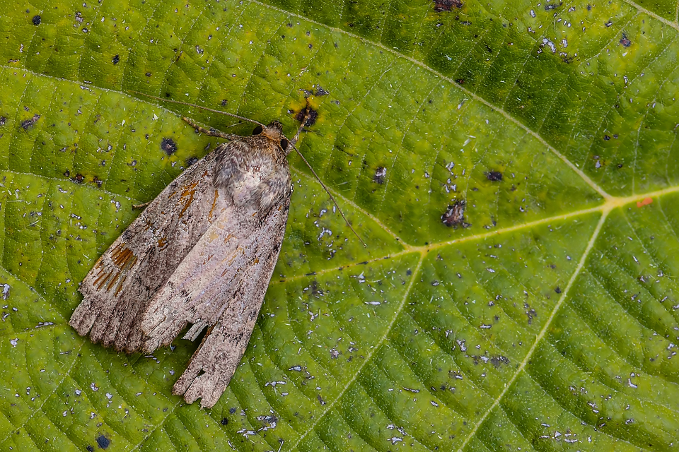 Amphipyra berbera/pyramidea