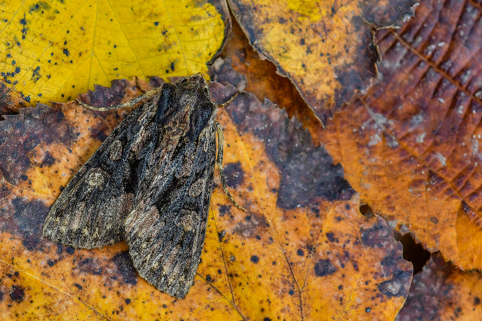 Blepharita satura - őszi porfírbagoly